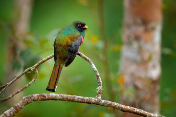 Wildlife Ecuador. Masked Trogon, Trogon personatus green and brown bird in the nature habitat, San Isidro, Ecuador. Bird sitting on the tree branch in the forest habitat, birdwatching South America.