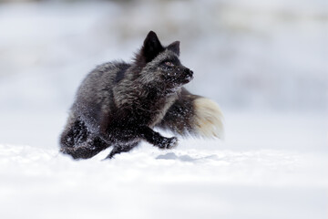 Black silver fox, vulpes vultes, rare form. Black animal in white snow. Winter scene with nice cute mammal. Fox in the snowy forest.