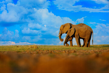 Fototapeta na wymiar Elephant in the grass, blue sky. Wildlife scene from nature, elephant in habitat, Moremi, Okavango delta, Botswana, Africa. Green wet season, blue sky with clouds.