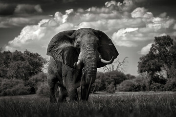 Africa black and white art. Elephant in the grass, beautiful evening light. Wildlife scene from...