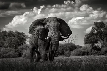 Zelfklevend Fotobehang Africa black and white art. Elephant in the grass, beautiful evening light. Wildlife scene from nature, elephant in the habitat, Moremi, Okavango delta, Botswana, Africa. © ondrejprosicky