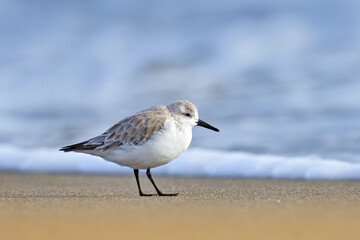 sanderling bird, Calidris alba, wader bird in the nature habitat. Animal on the ocean coast on the sandy beach, beautiful bird from Malaga in Spain, Europe. Bird on the ocean coast.