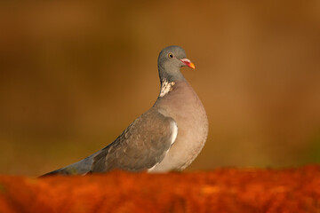 Common Wood-Pigeon, Columba palumbus, Sierra de Andújar, Andalusia, Spain in Europe. Pigeon detail portait in the nature stone habitat.