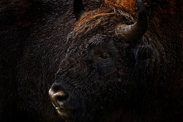 Detail portrait Bison in the dark forest, misty scene with big brown animal in nature habitat,...