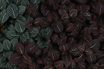 Close up green and red pattern leaves. leaf texture, for background.