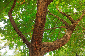Close up photo of tree trunk of Paulownia fortunei
