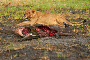 Lion kill buffalo, bloody detail from nature, Okavango delta, Botswana in Africa. Big African cat with catch carcass and flies on the meat. Face portrait with kill, wildlife scene from nature.