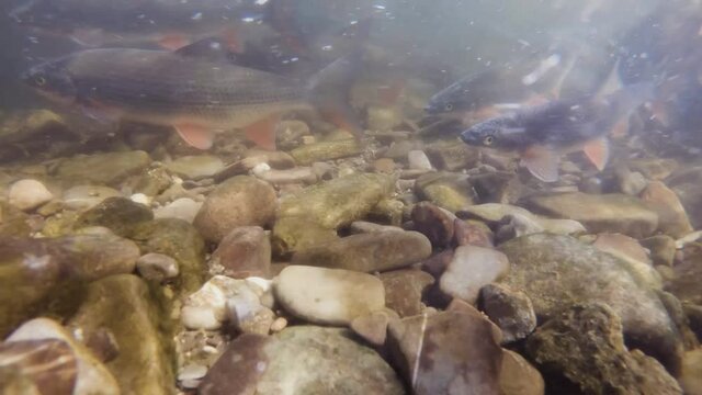 Underwater footage of Nase carp. Spawning Chondrostoma nasus. Freshwater fish swimming in the clean river habitat. Close up and nature light.