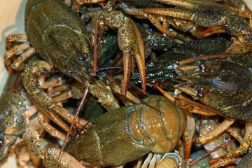 A lot of live crayfish with claws