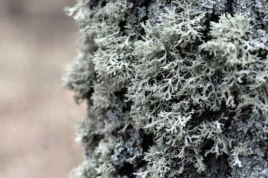 Evernia prunastri gray lichen on a tree trunk