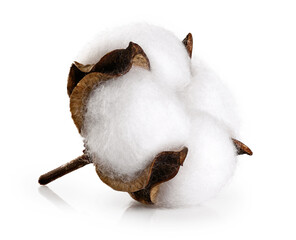 Cotton flower isolated on white background.