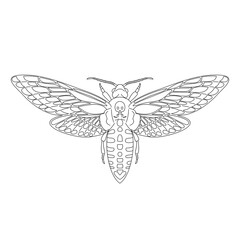 Butterfly hawk moth death head, acherontia atropos from black contour curves lines on white background. Vector illustration.