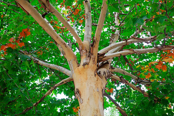 Fototapeta premium Close up photo of tree trunk of Paulownia fortunei