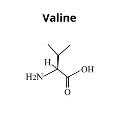 Valine amino acid. Chemical molecular formula of valine amino acid. Vector illustration on isolated background