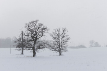 Beautiful silhouettes of trees in a snowy field. Heavy snowfall hides the horizon. Latvia