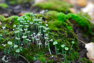 Lichen cladonia pyxidata and moss in autumn forest. © Denis Gavrilov Photo