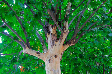 Fototapeta premium Close up photo of tree trunk of Paulownia fortunei