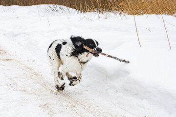 A dog plays with a stick outdoors on a frosty winter day. Young puppy of breed Russian Spaniel black and white color. ..