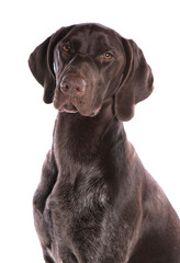 German Short-haired Pointer 1