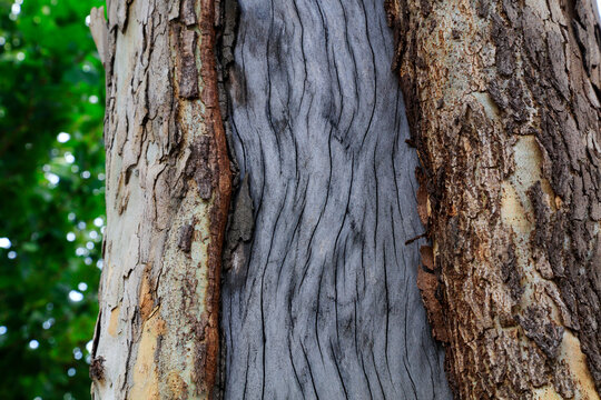Close up of the bark of Paulownia fortunei