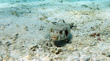 Arothron stellatus - Star puffer - This puffer (or arotron) . one of the largest of the genus...