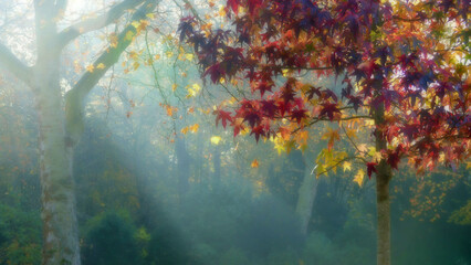 Fototapeta na wymiar Autumn impressions tree rust-red chestnut leaves in the autumn mist