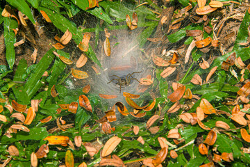 A spider perched on the entrance to its shelter.