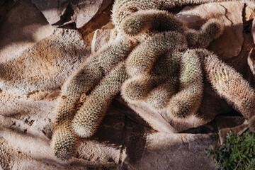Abstract cactus background close-up, macro shot.