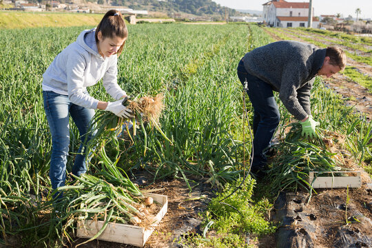 Couple of smallholder farmers engaged in harvesting of green onions on small farm field