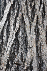bark of a tree