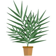 Exotic home plant in pot flat vector isolated on white