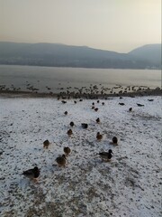 ducks on the snow