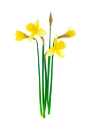 Foto op Aluminium Spring garden daffodils on white background. Photo © ArtCookStudio