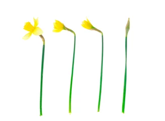 Poster Spring garden daffodils on white background. Photo © ArtCookStudio