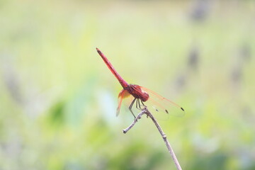 The Red Dragonfly
