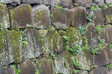 Green moss on the old brick