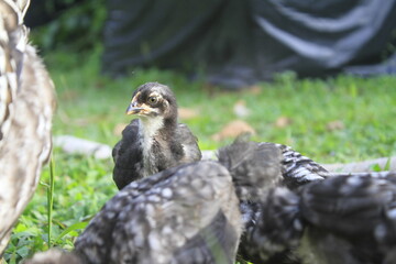 The Chick