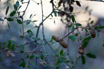 Mature brown acorn nut fruit of California Scrub Oak, Quercus Berberidifolia, Fagaceae, native monoecious evergreen shrub in Topanga State Park, Santa Monica Mountains, Transverse Ranges, Winter.