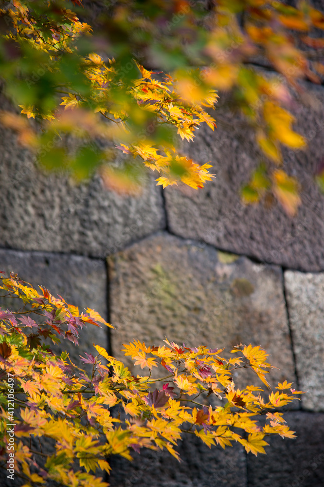 Aufkleber autumn leaves of a maple on a branch against the background of an ancient wall in a park japan tokyo