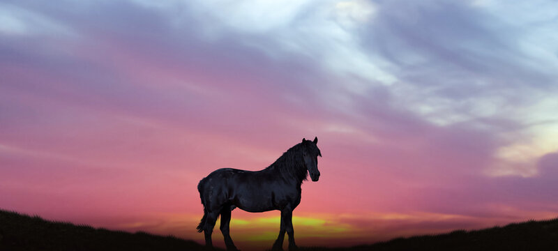 silhouette of a horse in meadow against the colourful sky at sunset.