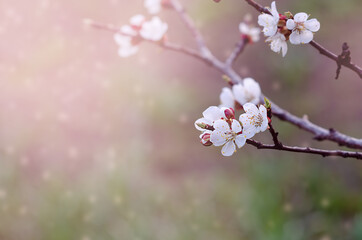 Fototapeta na wymiar cherry blossoms on a branch in spring