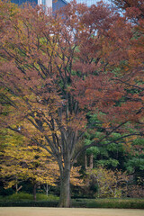 Autumn leaves scenery