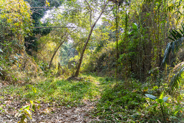 Dense summer forest with messy overgrown vegetation at daytime