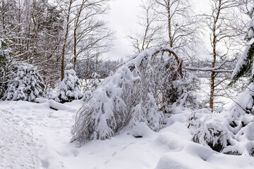Fototapeta premium Preserved natural area Kladska near small west bohemian spa town Marianske Lazne (Marienbad) - Czech Republic