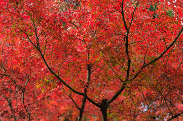 Autumn leafs of Japanese maple in sunshine day.