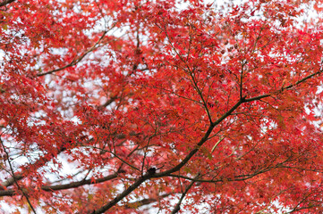 Autumn leafs of Japanese maple in sunshine day.
