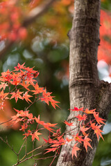 Autumn leafs of Japanese maple in sunshine day.