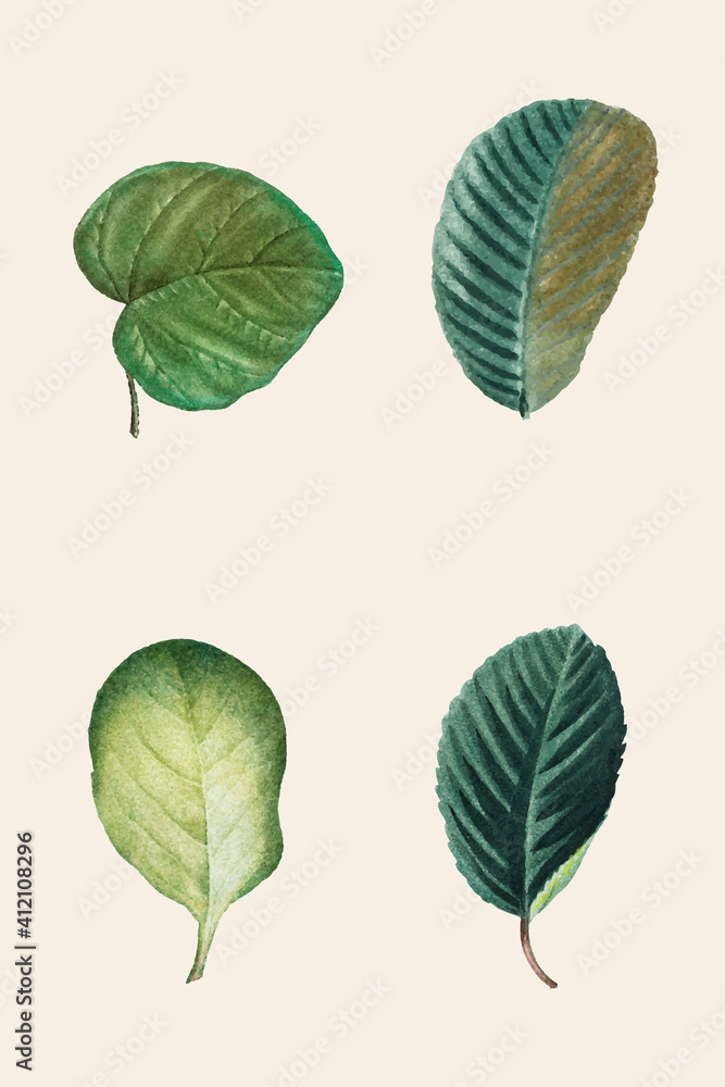 Wall mural Vintage green leaf vector set hand drawn foliage