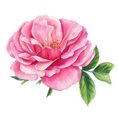 Pink rose flower and leaves on a white background, watercolor botanical painting