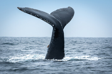 Humpback whale in Puerto Lopez, Ecuador